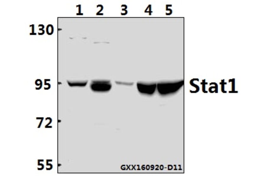 Anti-Stat1 Antibody from Bioworld Technology (AP0364) - Antibodies.com