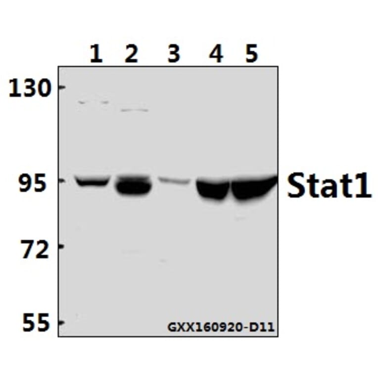 Anti-Stat1 Antibody from Bioworld Technology (AP0364) - Antibodies.com