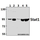 Anti-Stat1 Antibody from Bioworld Technology (AP0364) - Antibodies.com