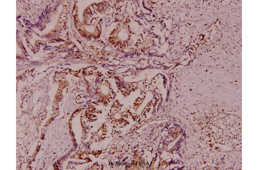 Anti-Stat1 Antibody from Bioworld Technology (AP0364) - Antibodies.com