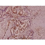 Anti-Stat1 Antibody from Bioworld Technology (AP0364) - Antibodies.com