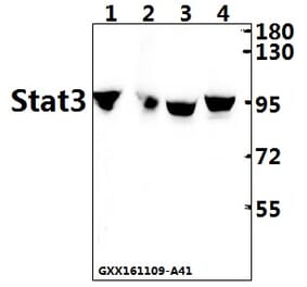 Anti-Stat3 Antibody from Bioworld Technology (AP0365) - Antibodies.com