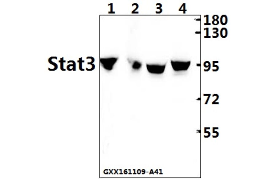 Anti-Stat3 Antibody from Bioworld Technology (AP0365) - Antibodies.com