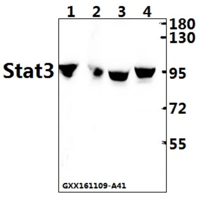 Anti-Stat3 Antibody from Bioworld Technology (AP0365) - Antibodies.com