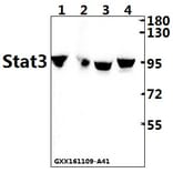 Anti-Stat3 Antibody from Bioworld Technology (AP0365) - Antibodies.com