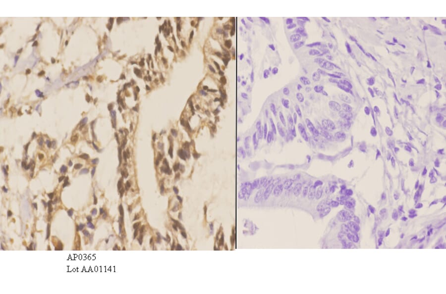 Anti-Stat3 Antibody from Bioworld Technology (AP0365) - Antibodies.com