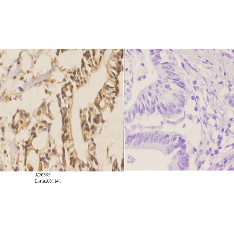Anti-Stat3 Antibody from Bioworld Technology (AP0365) - Antibodies.com