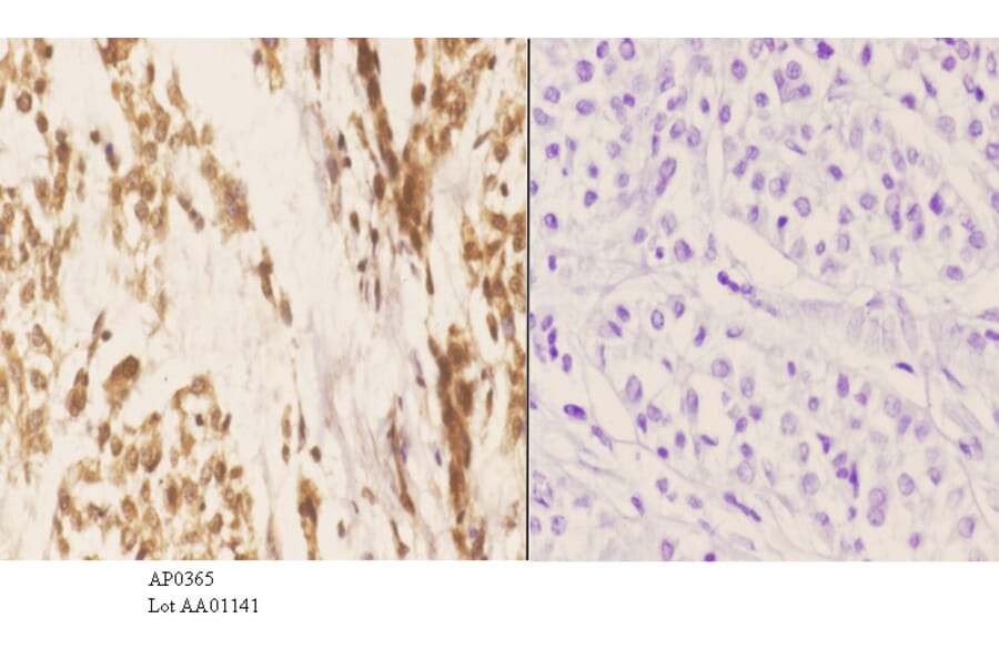 Anti-Stat3 Antibody from Bioworld Technology (AP0365) - Antibodies.com
