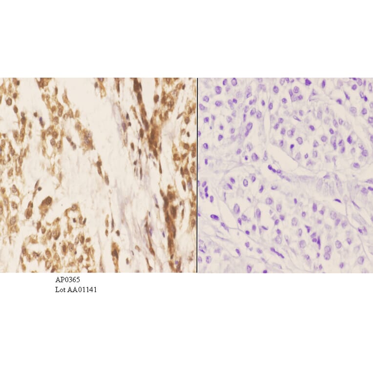 Anti-Stat3 Antibody from Bioworld Technology (AP0365) - Antibodies.com