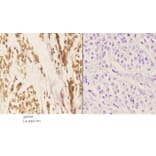 Anti-Stat3 Antibody from Bioworld Technology (AP0365) - Antibodies.com