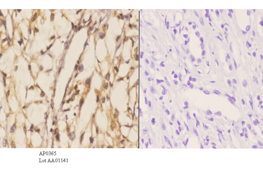 Anti-Stat3 Antibody from Bioworld Technology (AP0365) - Antibodies.com