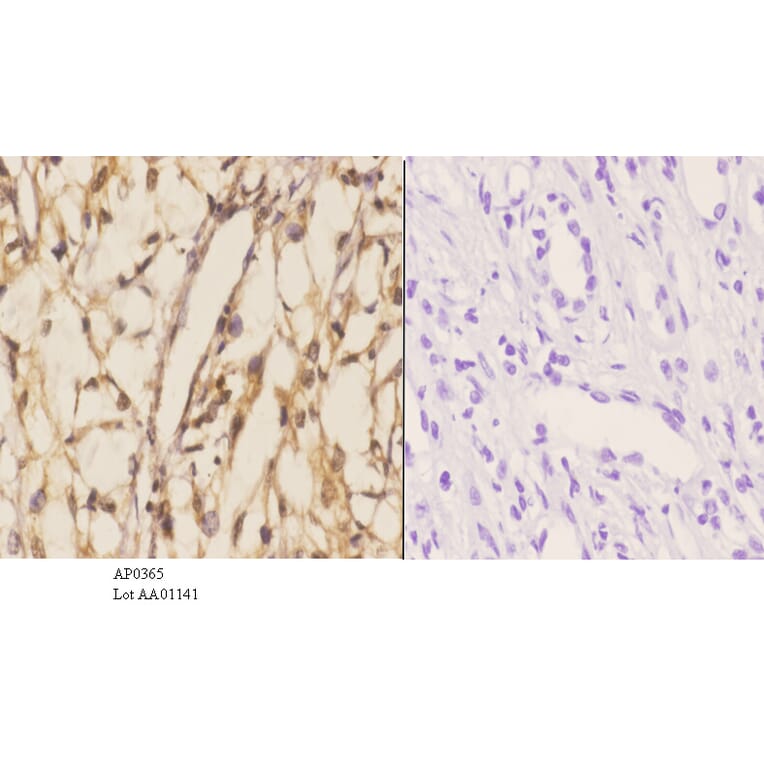Anti-Stat3 Antibody from Bioworld Technology (AP0365) - Antibodies.com