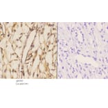 Anti-Stat3 Antibody from Bioworld Technology (AP0365) - Antibodies.com