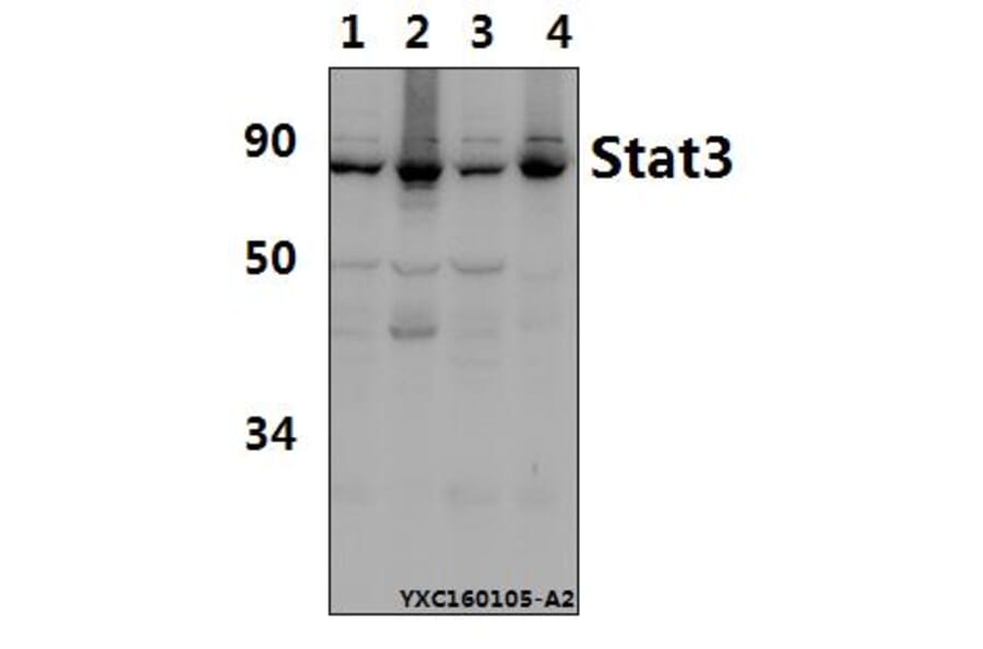 Anti-Stat3 (S727) Antibody from Bioworld Technology (AP0366) - Antibodies.com