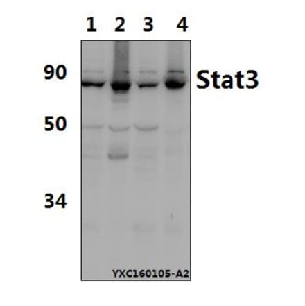 Anti-Stat3 (S727) Antibody from Bioworld Technology (AP0366) - Antibodies.com