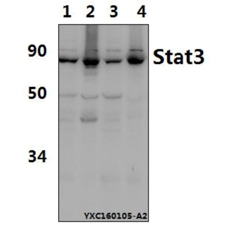 Anti-Stat3 (S727) Antibody from Bioworld Technology (AP0366) - Antibodies.com