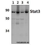 Anti-Stat3 (S727) Antibody from Bioworld Technology (AP0366) - Antibodies.com