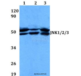 Anti-JNK1/2/3 (T183/Y185) Antibody from Bioworld Technology (AP0370) - Antibodies.com