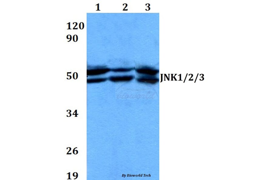 Anti-JNK1/2/3 (T183/Y185) Antibody from Bioworld Technology (AP0370) - Antibodies.com