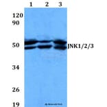 Anti-JNK1/2/3 (T183/Y185) Antibody from Bioworld Technology (AP0370) - Antibodies.com