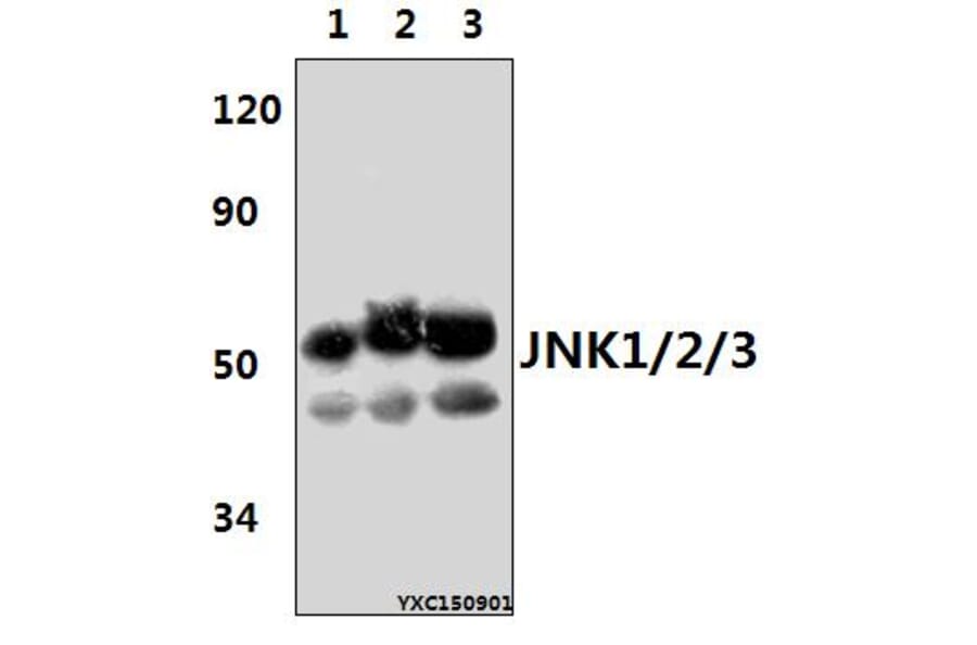 Anti-JNK1/2/3 (T183/Y185) Antibody from Bioworld Technology (AP0370) - Antibodies.com