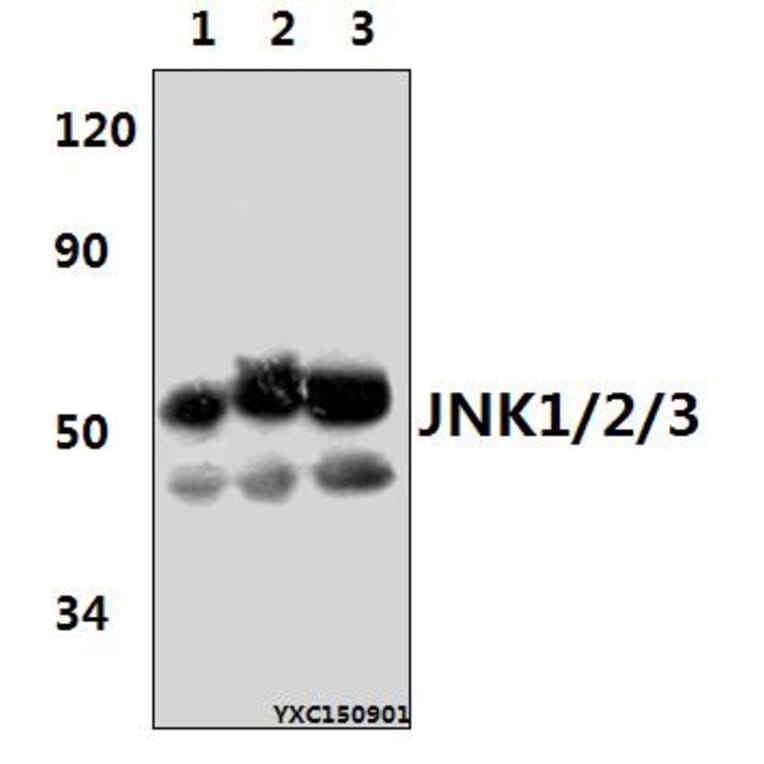 Anti-JNK1/2/3 (T183/Y185) Antibody from Bioworld Technology (AP0370) - Antibodies.com