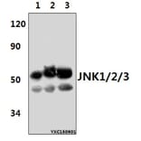 Anti-JNK1/2/3 (T183/Y185) Antibody from Bioworld Technology (AP0370) - Antibodies.com