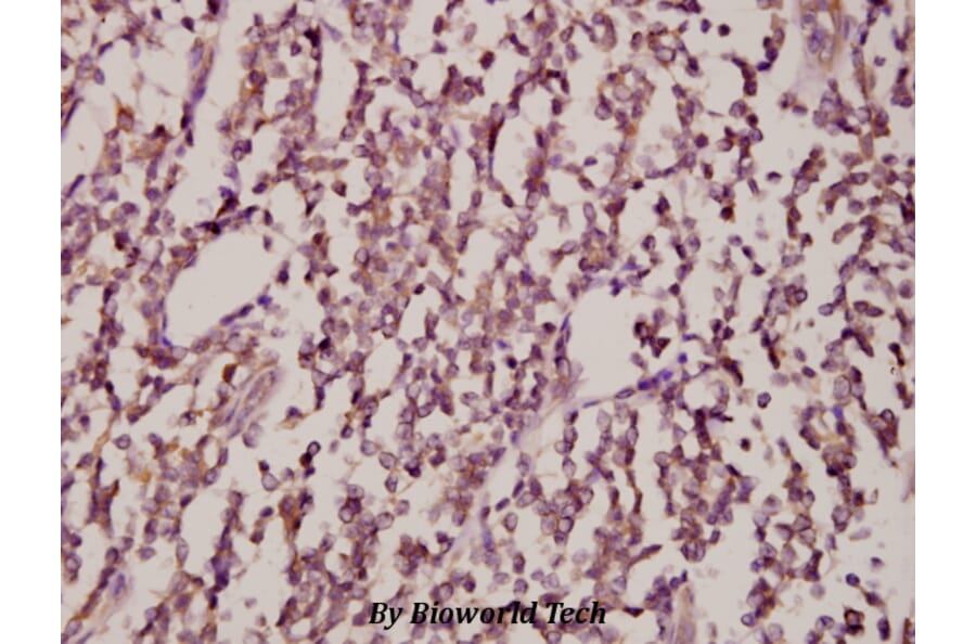 Anti-JNK1/2/3 (T183/Y185) Antibody from Bioworld Technology (AP0370) - Antibodies.com