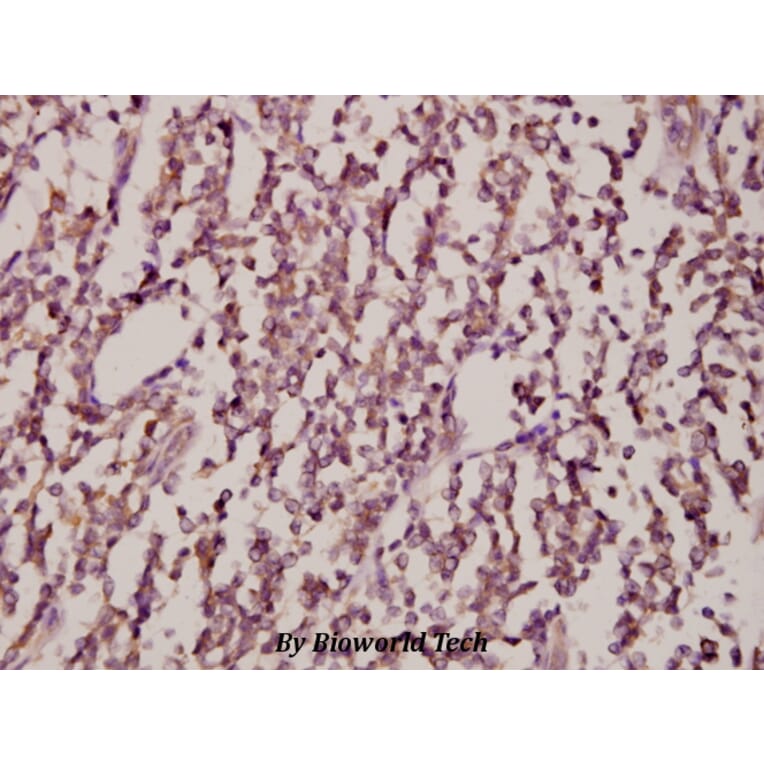 Anti-JNK1/2/3 (T183/Y185) Antibody from Bioworld Technology (AP0370) - Antibodies.com