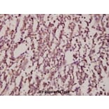 Anti-JNK1/2/3 (T183/Y185) Antibody from Bioworld Technology (AP0370) - Antibodies.com