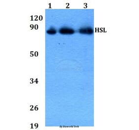 Anti-HSL (P548) Antibody from Bioworld Technology (AP0372) - Antibodies.com