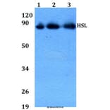 Anti-HSL (P548) Antibody from Bioworld Technology (AP0372) - Antibodies.com