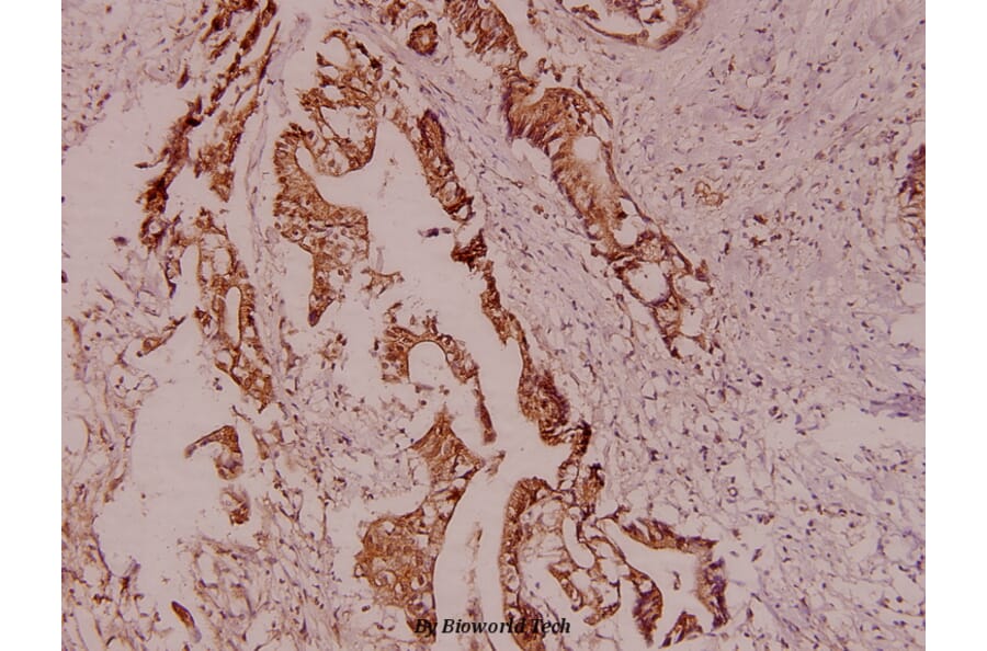 Anti-HSL (P548) Antibody from Bioworld Technology (AP0372) - Antibodies.com