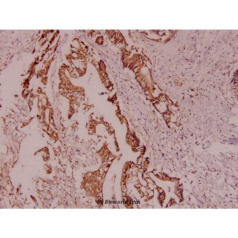 Anti-HSL (P548) Antibody from Bioworld Technology (AP0372) - Antibodies.com