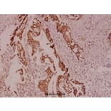 Anti-HSL (P548) Antibody from Bioworld Technology (AP0372) - Antibodies.com