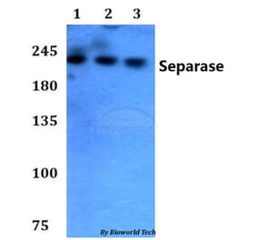 Anti-Separase (A795) Antibody from Bioworld Technology (AP0374) - Antibodies.com