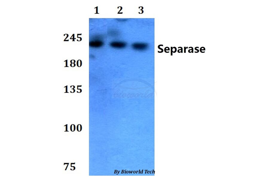 Anti-Separase (A795) Antibody from Bioworld Technology (AP0374) - Antibodies.com