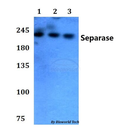 Anti-Separase (A795) Antibody from Bioworld Technology (AP0374) - Antibodies.com