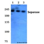 Anti-Separase (A795) Antibody from Bioworld Technology (AP0374) - Antibodies.com