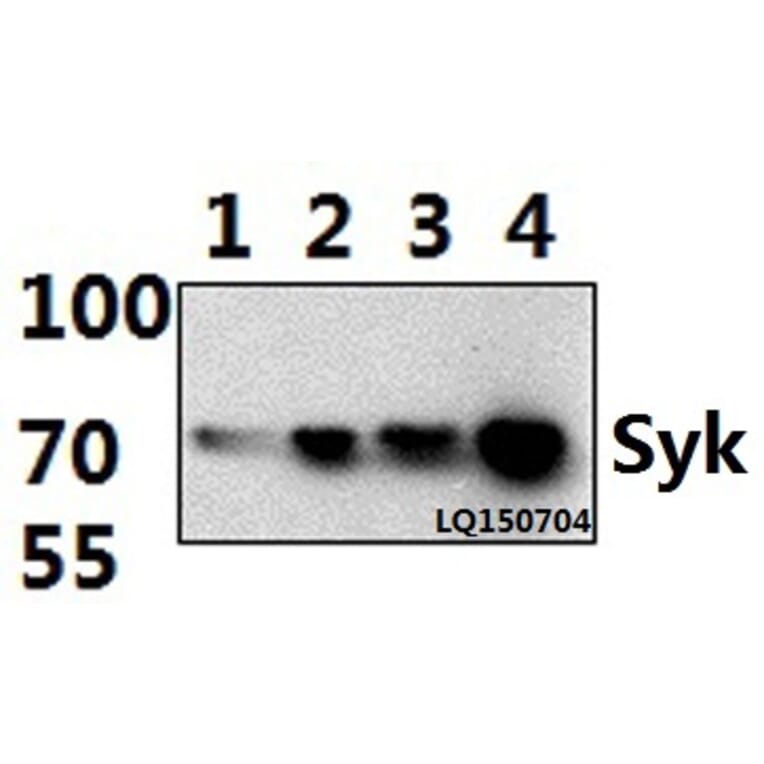 Anti-Syk (P342) Antibody from Bioworld Technology (AP0375) - Antibodies.com