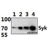 Anti-Syk (P342) Antibody from Bioworld Technology (AP0375) - Antibodies.com