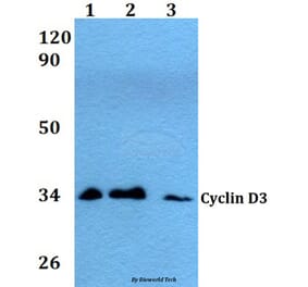 Anti-Cyclin D3 (G277) Antibody from Bioworld Technology (AP0379) - Antibodies.com