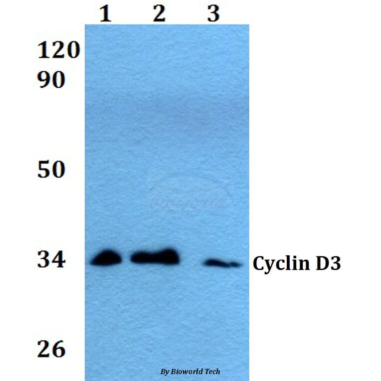 Anti-Cyclin D3 (G277) Antibody from Bioworld Technology (AP0379) - Antibodies.com