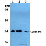 Anti-Cyclin D3 (G277) Antibody from Bioworld Technology (AP0379) - Antibodies.com