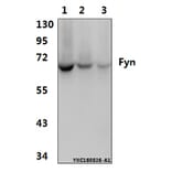 Anti-Fyn (T524) Antibody from Bioworld Technology (AP0381) - Antibodies.com