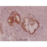 Anti-Fyn (T524) Antibody from Bioworld Technology (AP0381) - Antibodies.com