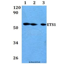Anti-ETS1 (A32) Antibody from Bioworld Technology (AP0387) - Antibodies.com