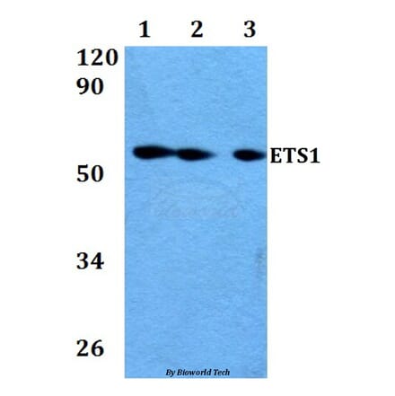 Anti-ETS1 (A32) Antibody from Bioworld Technology (AP0387) - Antibodies.com