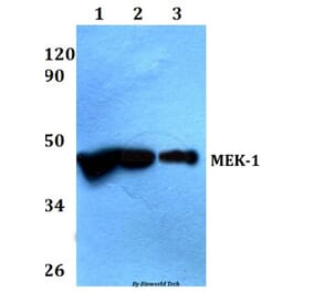 Anti-MEK1 (P293) Antibody from Bioworld Technology (AP0402) - Antibodies.com