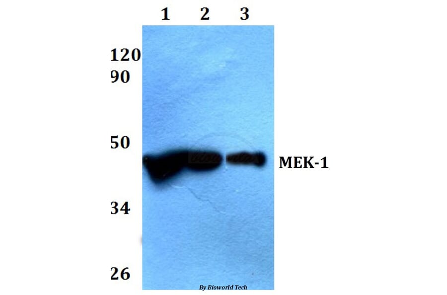 Anti-MEK1 (P293) Antibody from Bioworld Technology (AP0402) - Antibodies.com